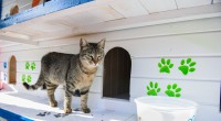 Kedi Apartmanı