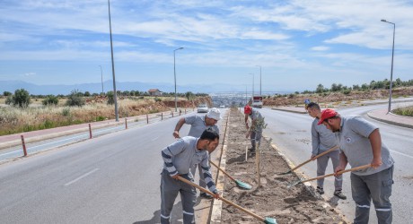Kepez’den caddelere zeytin peyzajı