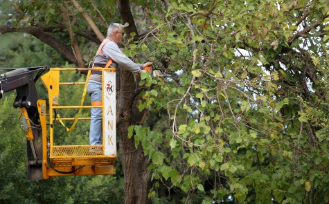 Kepez ağaçları kış ve bahar mevsimine hazırlıyor