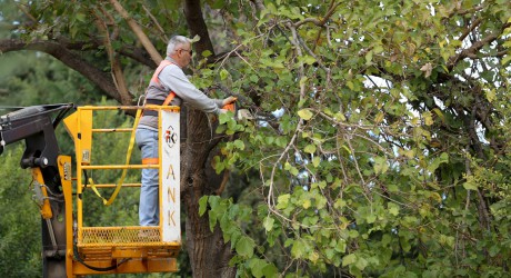 Kepez ağaçları kış ve bahar mevsimine hazırlıyor
