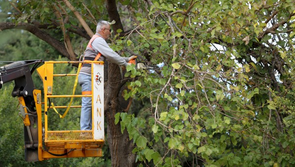 Kepez ağaçları kış ve bahar mevsimine hazırlıyor 
