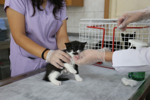 Kepez’in can dostları emin ellerde