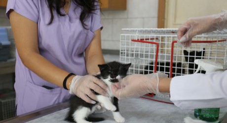 Kepez’in can dostları emin ellerde