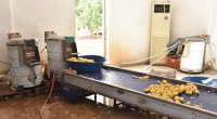Kepez’de 1,5 ton patates imha edildi