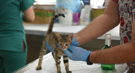 Kepez’in şefkat eli 2025’te binlerce can dosta uzandı