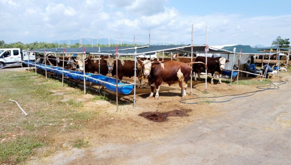 Kepez’in kurban pazarları hizmette 