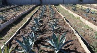 Kepez’den su tasarrufuna kurakçıl peyzaj uygulaması